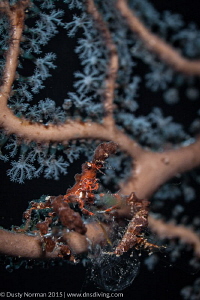 "In the Branches"
This Decorator Crab really blends in w... by Dusty Norman 